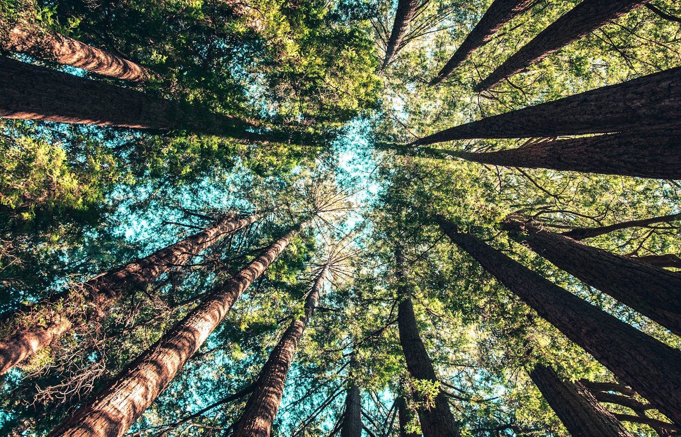 Professional landscaping